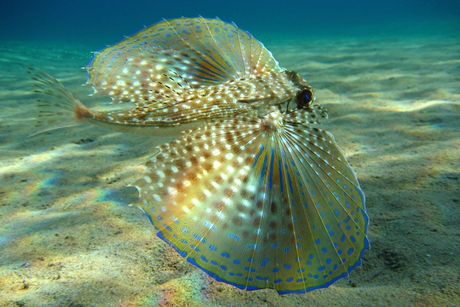 Dactylopterus volitans, letećeg gurnarda