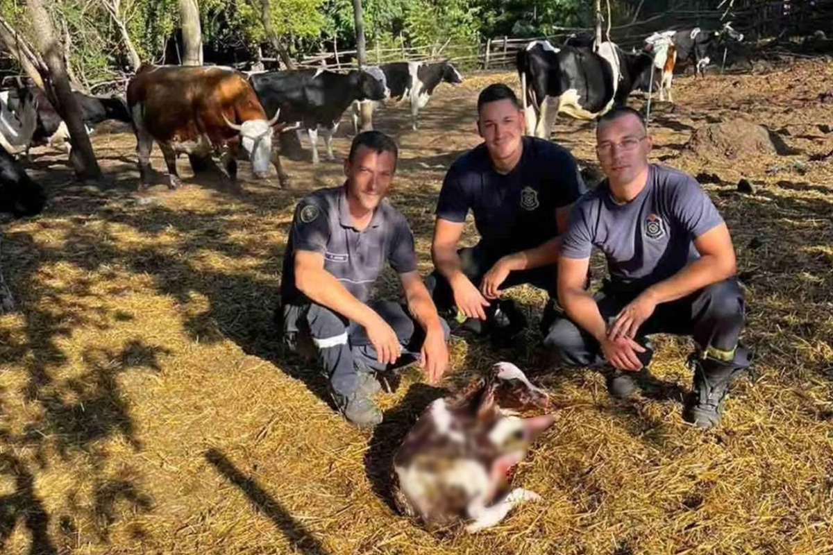 Ovi vatrogasci su HEROJI: Usred pakla u Deliblatskoj peščari desilo se NEŠTO NESTVARNO