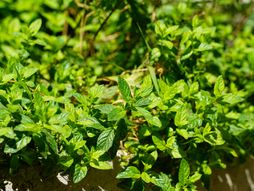 Nana, menta