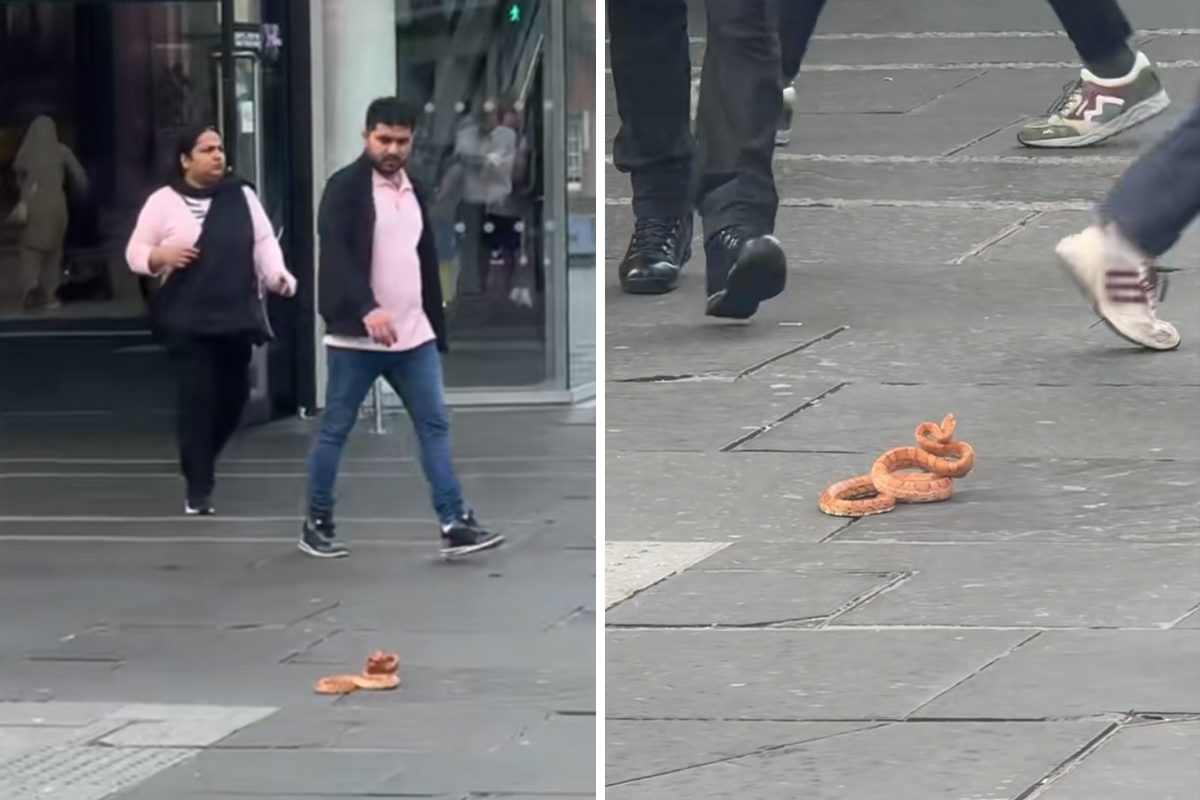 Neobična zmija u centru evropske metropole prestravila ljude: Pokušavala da ujede prolaznike!