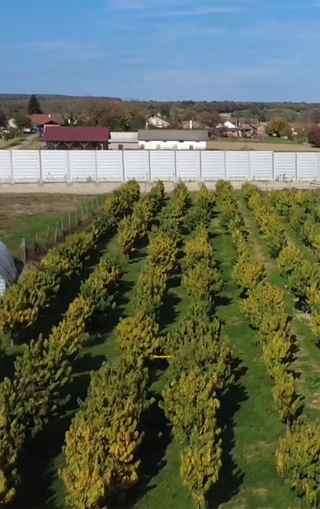 Indijska banana plantaža