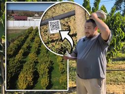 Indijska banana plantaža Fičer
