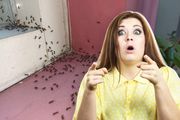 Da li je vaša kuća magnet za insekte? Ako su je preplavili mravi, ose i mušice, OVO JE RAZLOG
