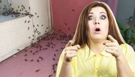 Da li je vaša kuća magnet za insekte? Ako su je preplavili mravi, ose i mušice, OVO JE RAZLOG