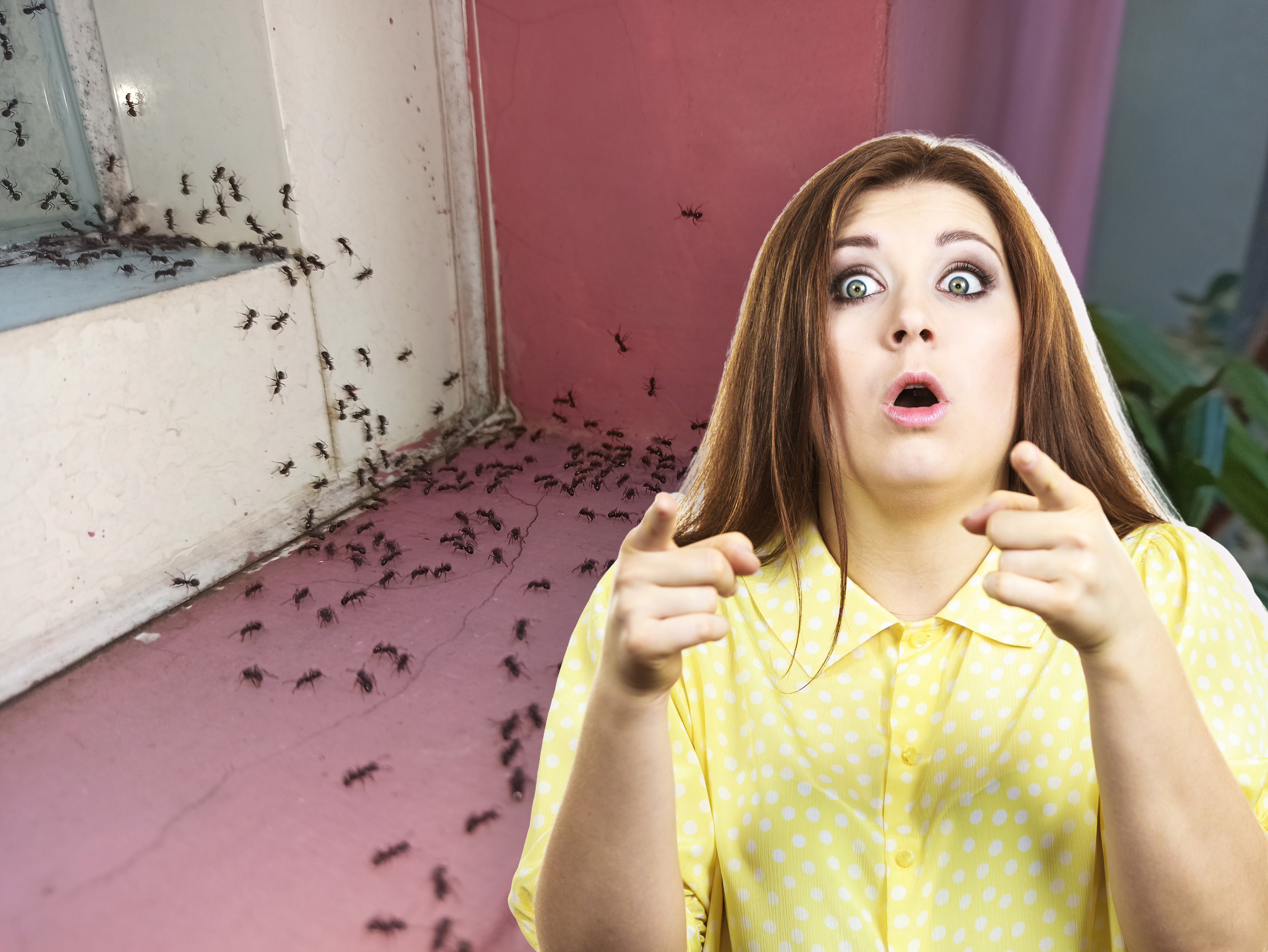 Da li je vaša kuća magnet za insekte? Ako su je preplavili mravi, ose i mušice, OVO JE RAZLOG