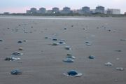 Zbog njih zatvaraju plaže, a uspele su da zaustave i nuklearni reaktor: Naučnici prate invaziju na Evropu