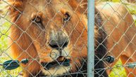 ŠOK U KOMŠILUKU U privatnom objektu bivšeg izvršitelja nađeni lavovi, tigar i medvedi, pokrenuta istraga
