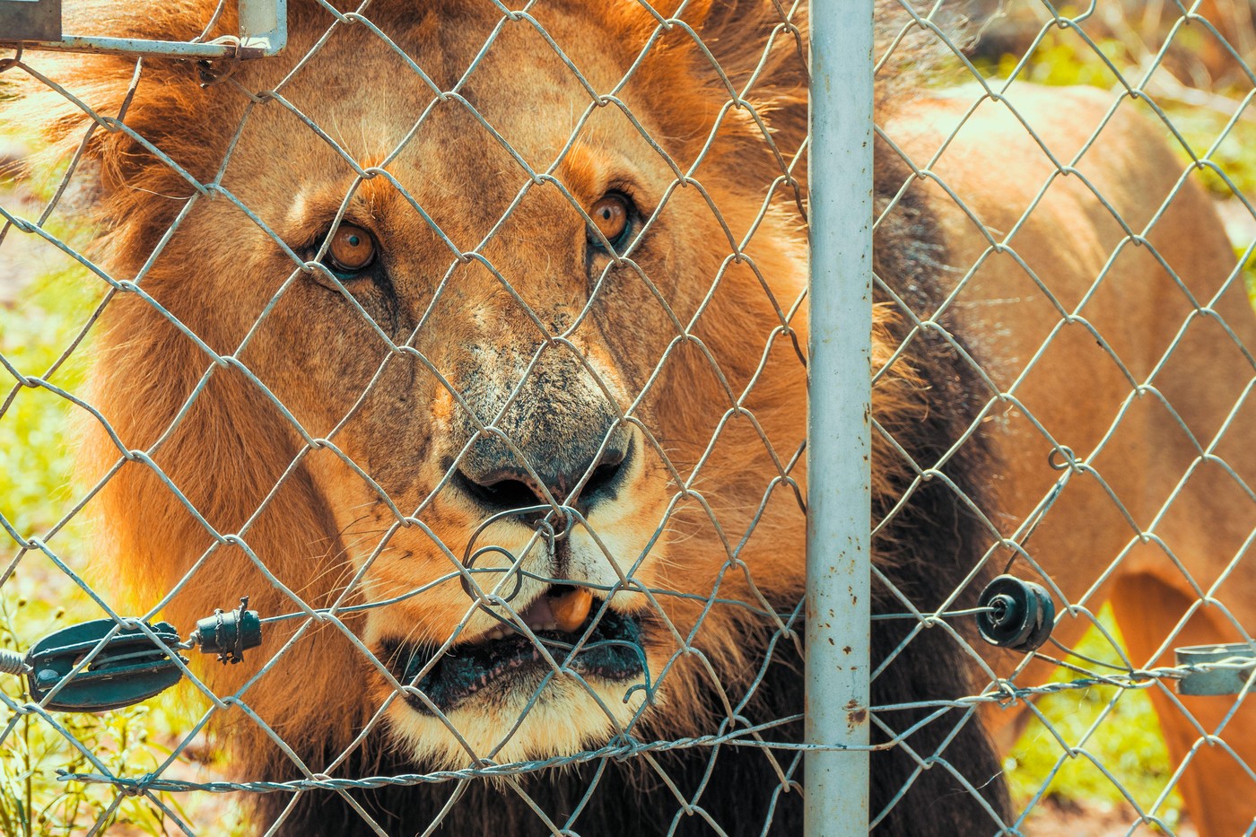 ŠOK U KOMŠILUKU U privatnom objektu bivšeg izvršitelja nađeni lavovi, tigar i medvedi, pokrenuta istraga