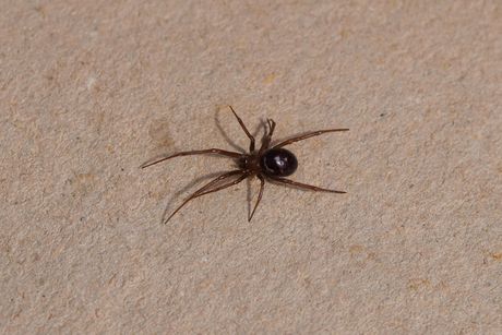 Lažna Crna Udovica, pauk, Steatoda grossa