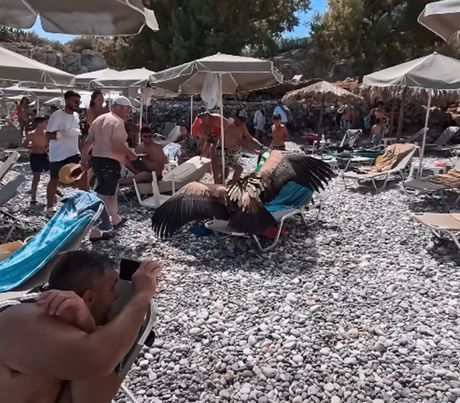 Lešinar sleteo na plažu na Kritu