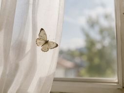 Leptir u kući