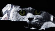 AGENT "MJAU MJAU SEDAM": Tajni program iz doba Hladnog rata koji je CIA skupo platila, a završio se NESLAVNO
