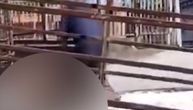 NAJPOTRESNIJI DETALJ SNIMKA: Pas pokušao da se spasi, radnik mu čupao zaglavljenu glavu i lomio sve!