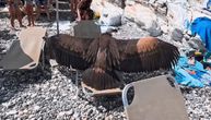 Otkriveno zašto lešinari masovno sleću i padaju među kupače na plažama u Grčkoj: Snimci i fotke su neverovatni