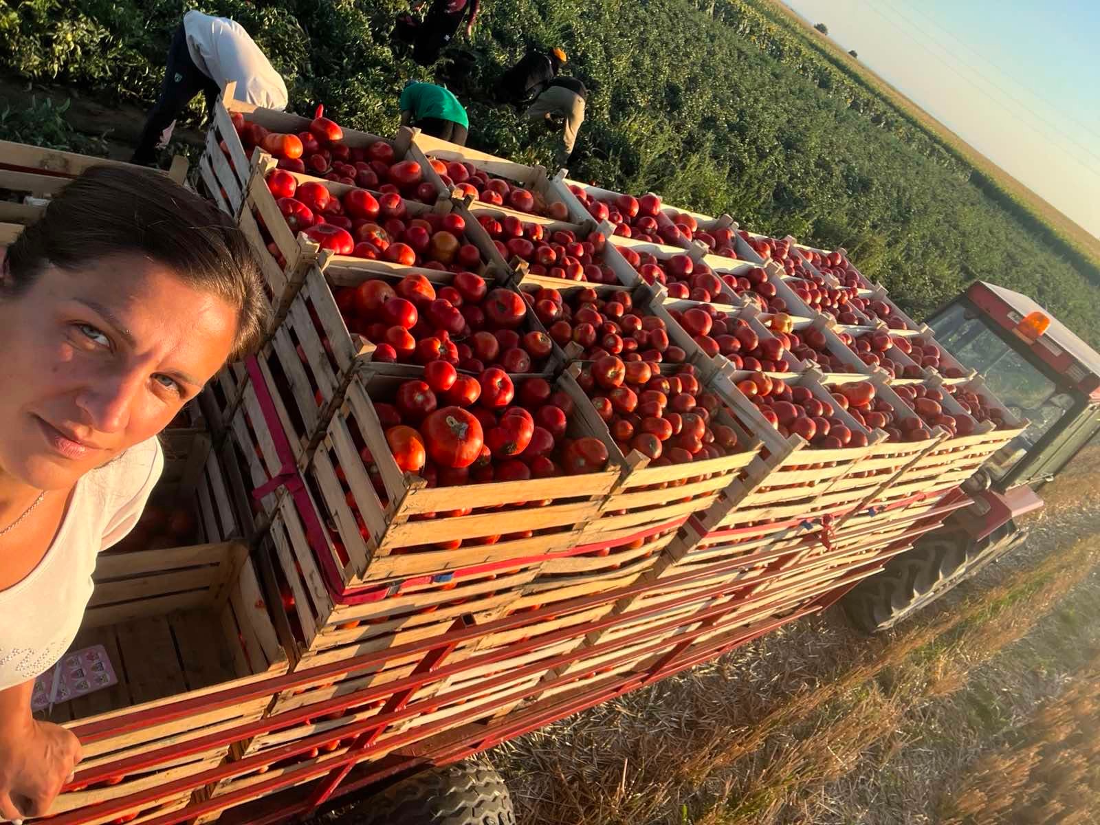 Paradajz pretvorila u ozbiljan posao i radi cela porodica: Sandra godišnje napravi više od 10.000 litara soka!