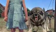 Prišla porodičnom šarplanincu, on je krvnički izujedao! Devojčica (8) teško povređena u Mladenovcu