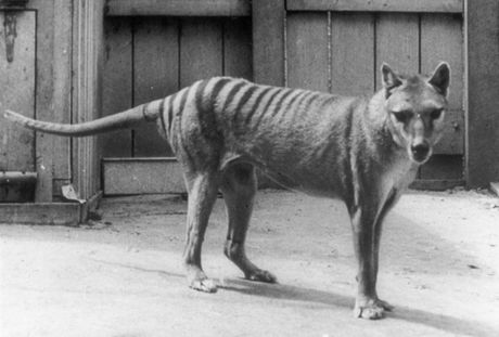 Tasmanijski tigar