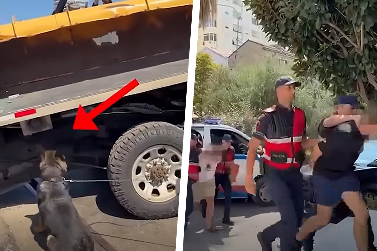 Pogledajte kako je pas nanjušio! Ogromnu količinu droge čovek hteo da unese na Kosovo i Metohiju