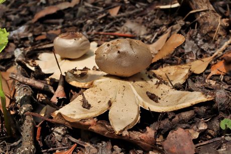 myriostoma coliforme