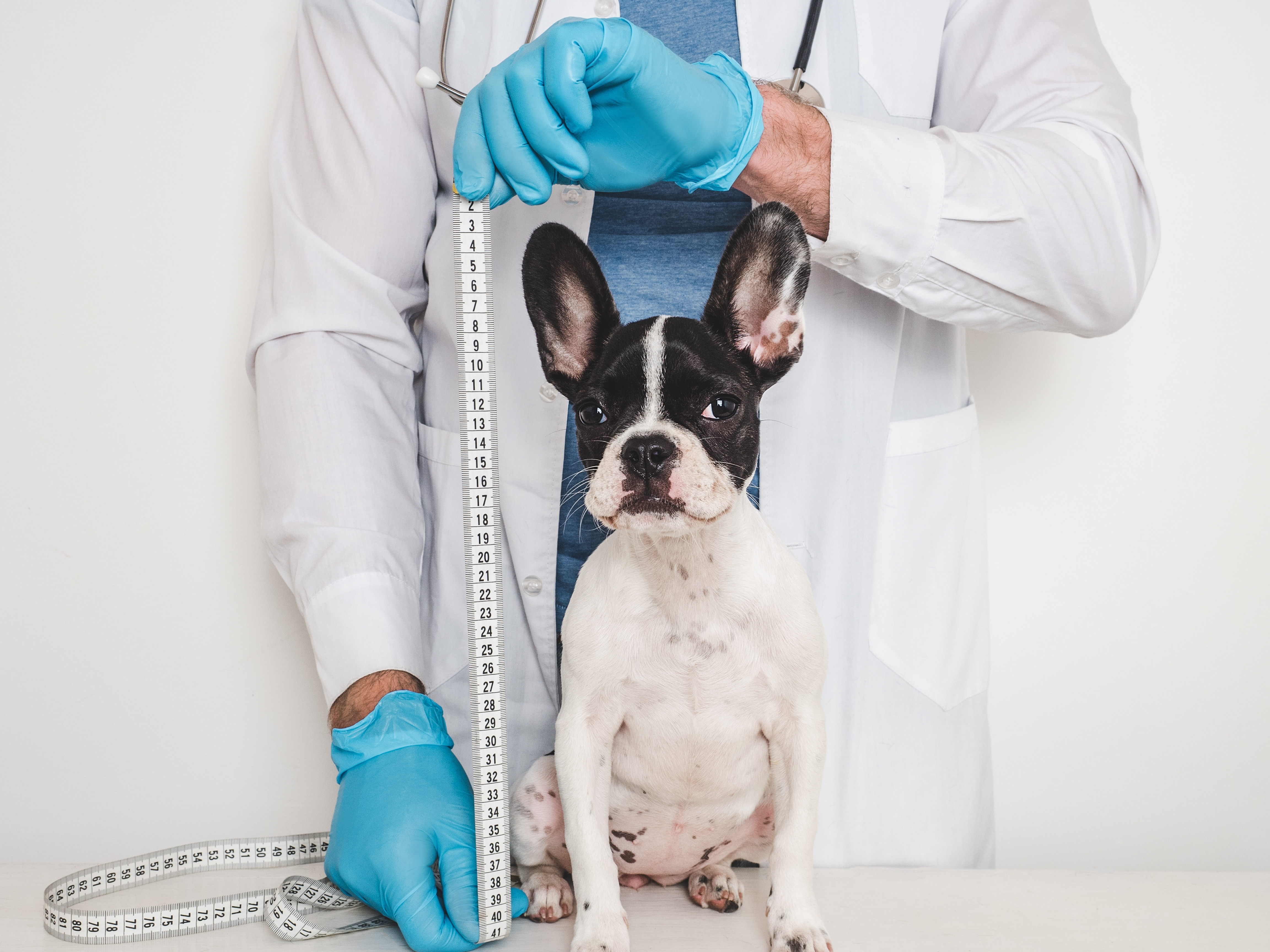 Francuski buldog opasno "zapenio" kod veterinara: Da li i vaš pas ulaže žalbu kad stigne na pregled?