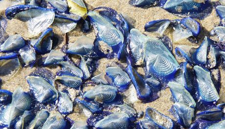 Meduza, meduze  Velella velella