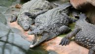 Krokodil ga sat vremena držao u čeljustima, nije mogao ni da vrišti: "Nisam uradio ništa loše"