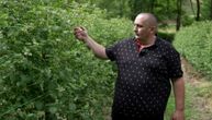Malinari iz Arilja razočarani, kažu da je otkupna cena ponižavajuća: "Ovogodišnji rod bio odličnog kvaliteta"