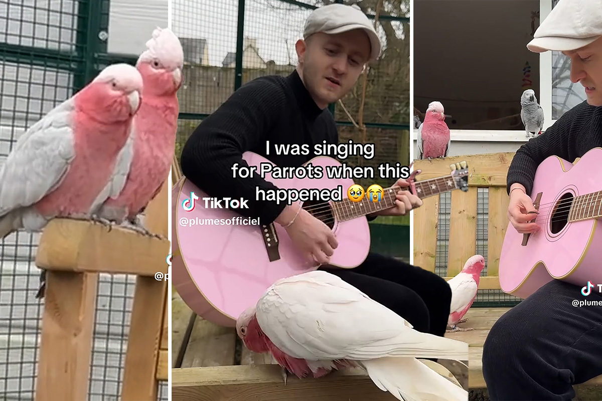 Ovako se niko nije oprostio od Doli Parton: Roze papagaji i njihov "serenader" plesali uz "Džolin"
