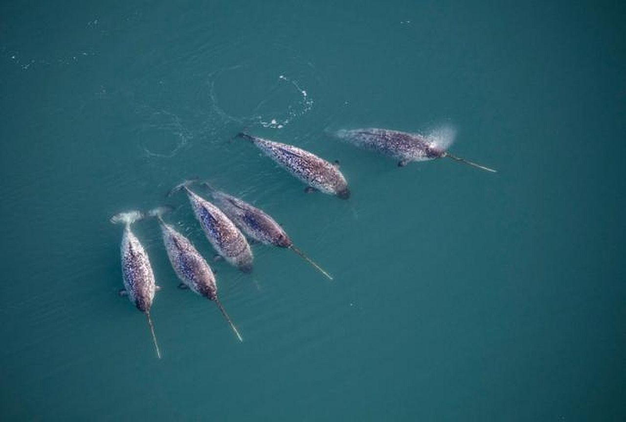 Narvali pomažu istraživačima da otkriju podatke iz najdubljih fjordova istočnog Grenlanda