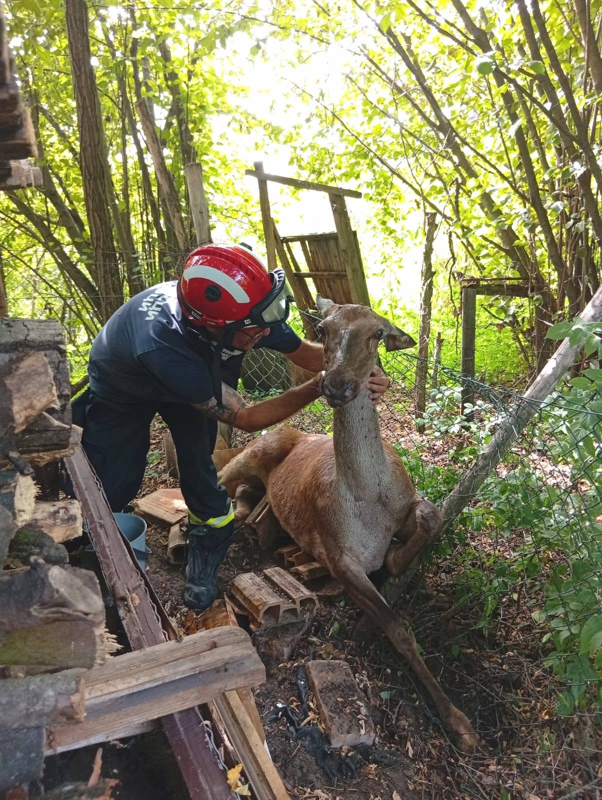 Spasena iz vatrenog pakla Peščare: Srušila se iscrpljena i krvava, u pomoć joj pritekli Bane, Miroslav i Marko