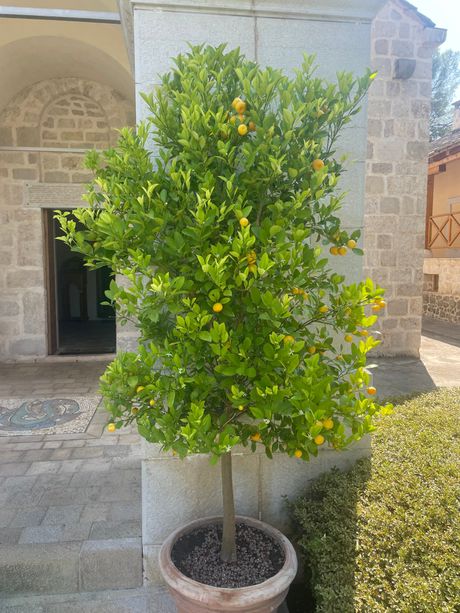 Manastir Žitomislić, Bosna i Hercegovina