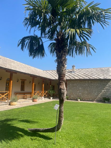 Manastir Žitomislić, Bosna i Hercegovina