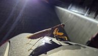 Uhvatili smo "veličanstvenog monstruma" na delu, držao je plen: Buba kojoj se divimo zapravo je nemilosrdna