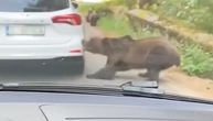 MEDVED RAZBUCAO AUTOMOBIL U KOMŠILUKU! Prišao koloni, pa ščepao branik pred zapanjenim vozačima