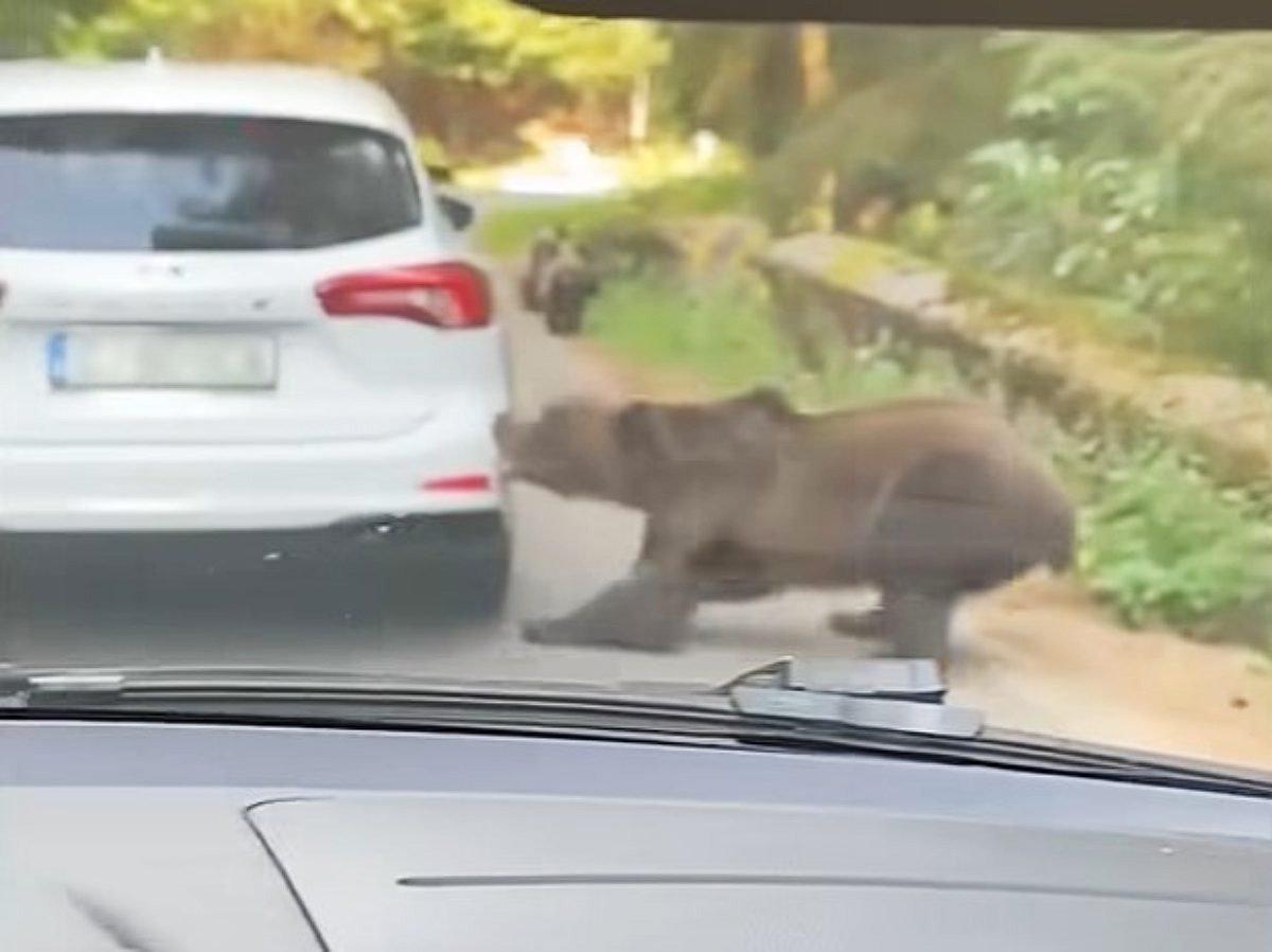 MEDVED RAZBUCAO AUTOMOBIL U KOMŠILUKU! Prišao koloni, pa ščepao branik pred zapanjenim vozačima