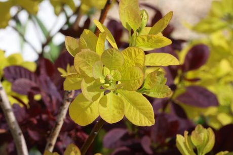 Ruj, Cotinus coggygria
