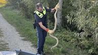 Sunčala se na obali Dunava, pa "uhapšena": Ovo je anakonda pronađena u Bavarskoj