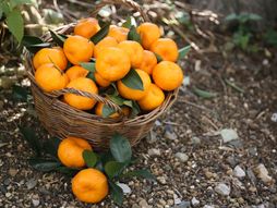 mandarina, mandarine, voće