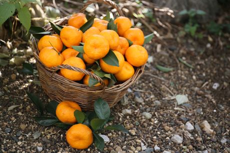 mandarina, mandarine, voće