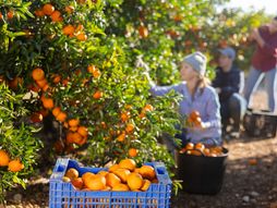 mandarina, mandarine, voće