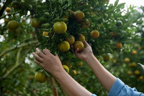 mandarina, mandarine, voće