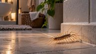 Često viđate ove bube u kući? Ne dolaze zbog hrane - mogu da otkriju problem koji još niste primetili