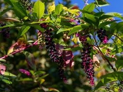 Vinobojka (Phytolacca americana)