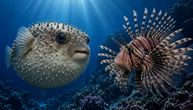 Ko bi pobedio u borbi: Riba zec ili riba lav? Odgovor je NEVEROVATAN