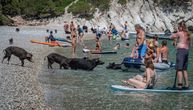 Ovo grčko ostrvo ima neobične stanovnike: Pogledajte kako se turisti kupaju i sunčaju u društvu DIVLJIH SVINJA
