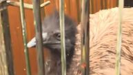 DRAMA U ZOOLOŠKOM VRTU Stvorenje visoko 1,8 metara pobeglo u grad: Kako je prošlo gvozdena vrata?!