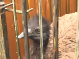 Bekstvo emu