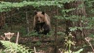Drama na Tari: Medved pojurio ka šestoro ljudi