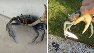 NEVEROVATAN SNIMAK Rak naoružan sečivom pokušao da napadne čoveka i njegovog psa: 