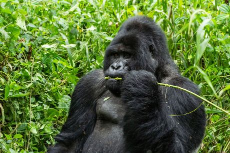 Planinska gorila, Uganda